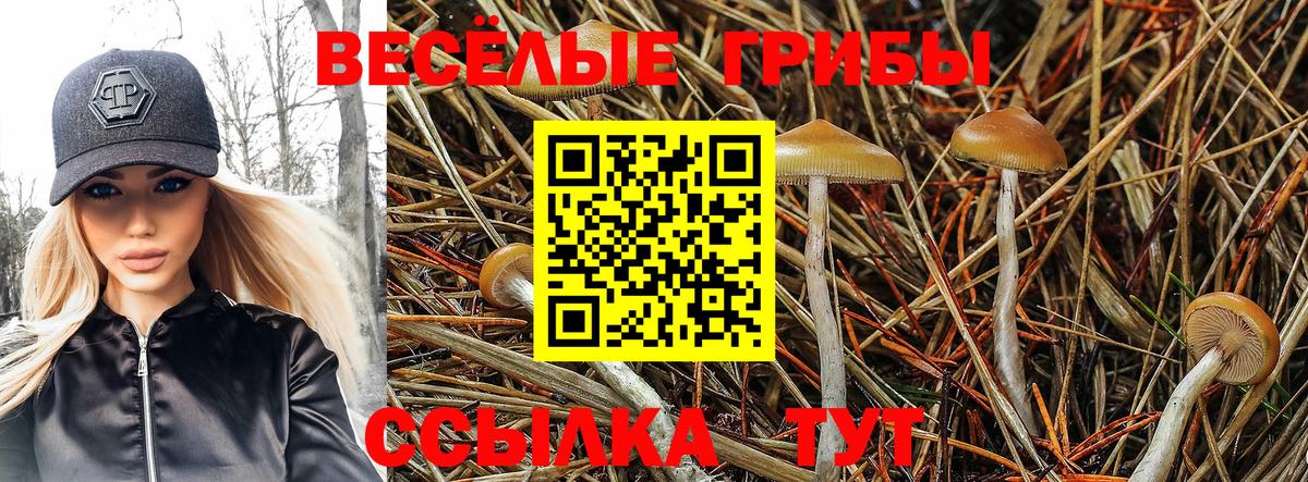 купить наркоту  Галлюциногенные грибы MAGIC MUSHROOMS  Вход с VPN  Белгород  Галлюциногенные грибы Cubensis 